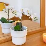 Live Cristianos Square * 洛斯克里斯蒂亚诺斯